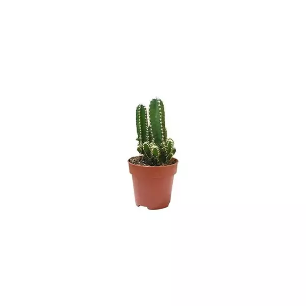 Cereus Floridiano en Maceta De Tamaño 13cm
