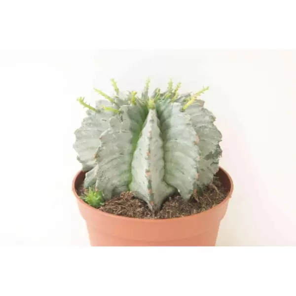 EUPHORBIA HORRIDA ALBA EN MACETA DE 13 CM