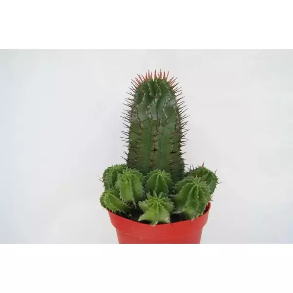 EUPHORBIA HORRIDA EN MACETA DE 13 CM