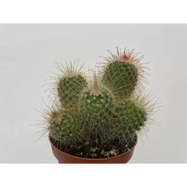 Mammillaria Magnifica en Maceta de 13 cm