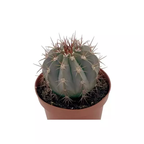 Melocactus Matanzanus En Maceta De 13 Cm