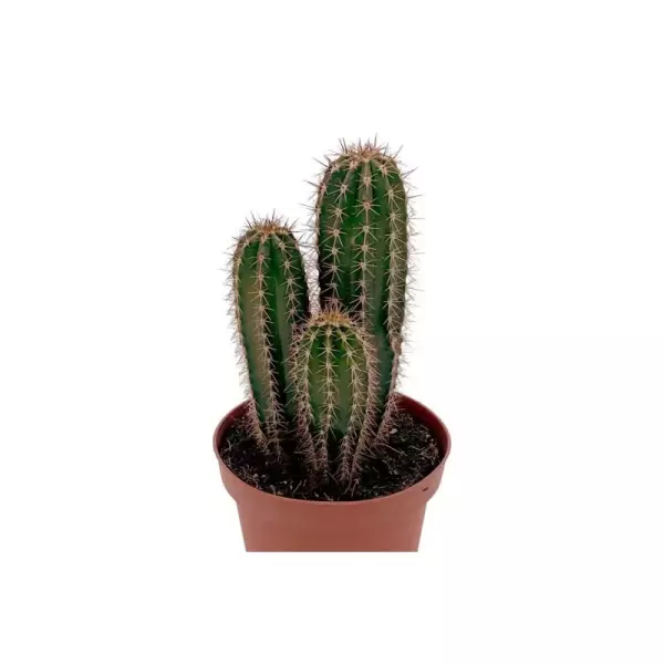 Pachycereus Pecten Arboriginum en Maceta de 13 cm