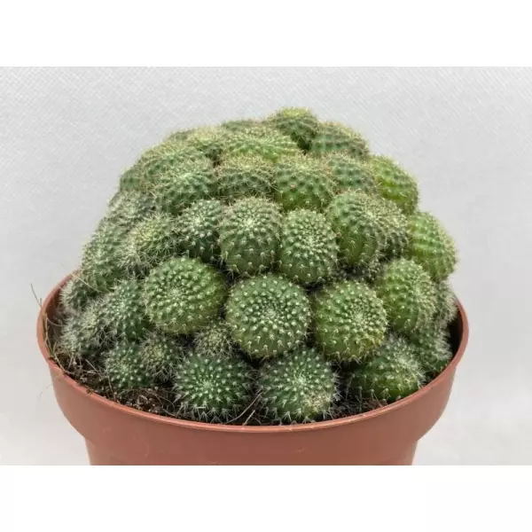 REBUTIA PERPLEXA EN MACETA DE 13 CM