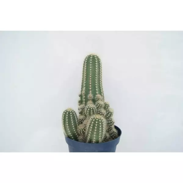 TRICHOCEREUS HUASCHA EN MACETA DE 13 CM