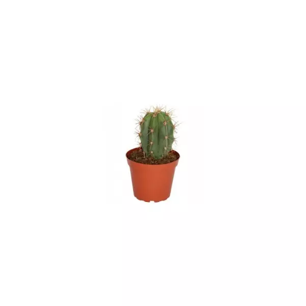 Trichocereus Pasacana En Maceta De 13CM