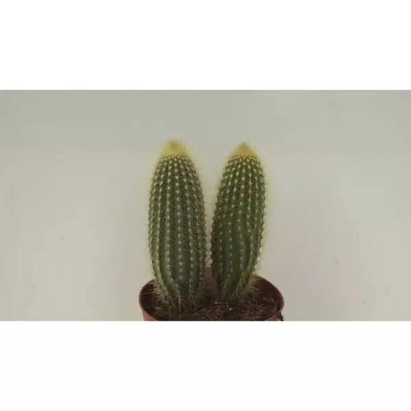 VATRICANIA GUENTHERII EN MACETA DE 13 CM