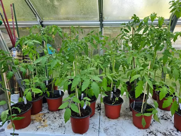Plantas de Tomates Cherokee