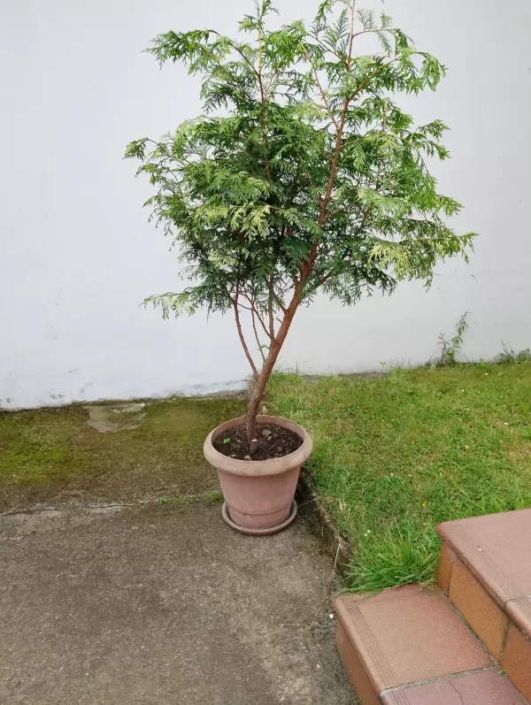 Se venden res pinos