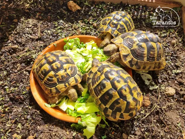 Tortugas de tierra
