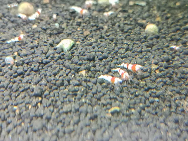Gambas neocaridinas y caridinas
