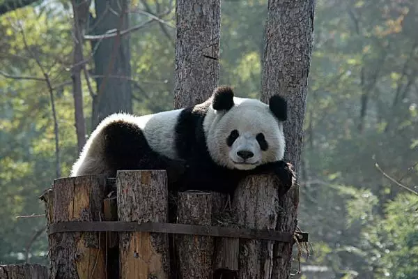 Viaja por Chengdu con comodidad, estilo y sostenibilidad con un conducto