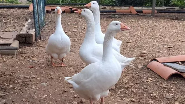 Ovos fértiles de OCAS AMPURDANESAS delta del Ebro