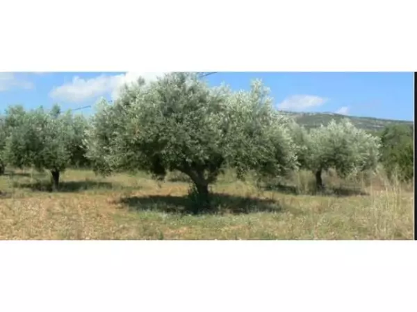 Building Plot en Ronda
