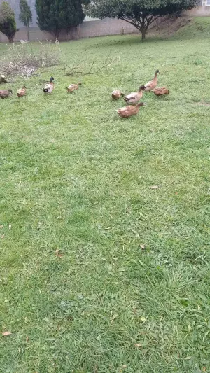 Patos kakis