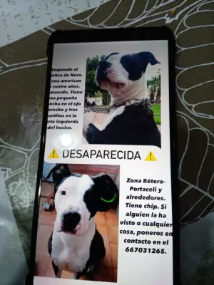 Pérdida perra en Bétera