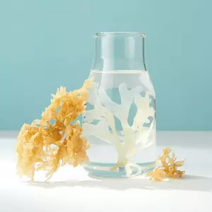WILDCRAFTED CHONDRUS CRISPUS IRISH MOSS SEAMOSS