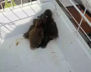 Patos kaki