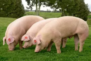 Cerdo número 1