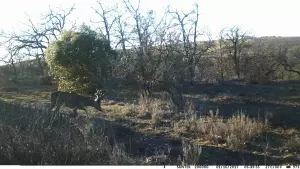 COTOS CAZA MENOR (2) BURGOS SUR Y OESTE