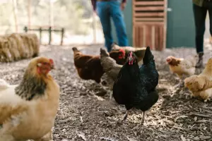 Regalo Gallinas, Gallos y Polluelos