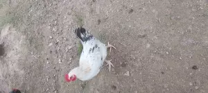 Gallinas camperas