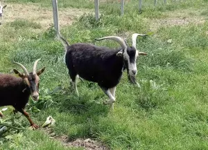 Chivo caprino