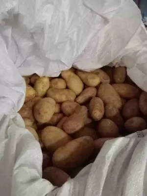 Patatas directas del campo