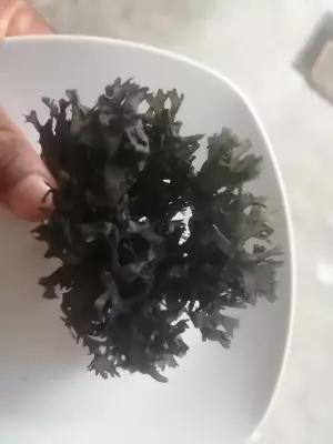 chondrus crispus irishmoss seamoss