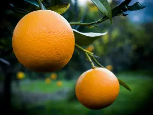 Aguacates Hass,  naranjas y limones ecológicos.