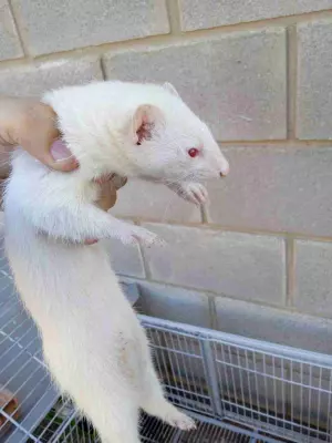 HURONES ALBINOS ZARAGOZA Y ALREDEDORES