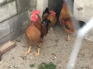 Se venden pollos de campo