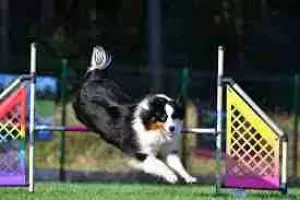 Adiestramiento canino