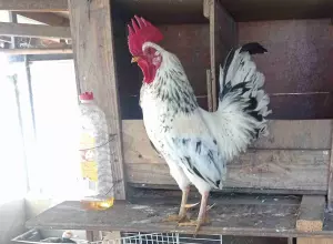 Gallos kikis