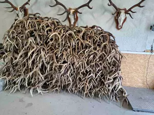 ciervo rojo, gamo, astas de alce