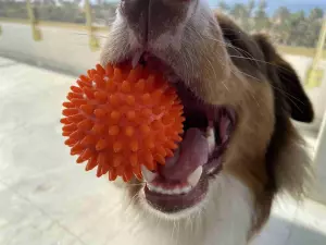SALOU PERROS &amp; GATOS RESIDENCIAL 5*****
