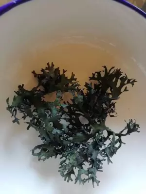 CHONDRUS CRISPUS SEA MOSS IRISH MOSS