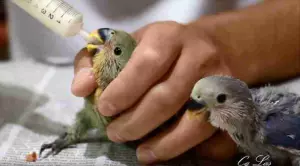 Agapornis papilleros y jovenes