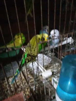 Pájaros periquitos australianos jóvenes de 2022