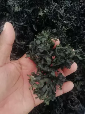 SEA MOSS CHONDRUS CRISPUS IRISH MOSS