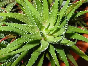 Un extra con productos de Aloe