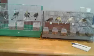 VENDO CANARI@S