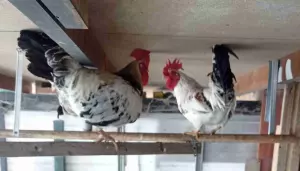 Kikis machos