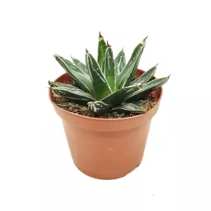 AGAVE VICTORIA REGINAE EN MACETA DE 13CM