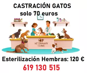 Veterinario a domicilio para ALICANTE y provincia