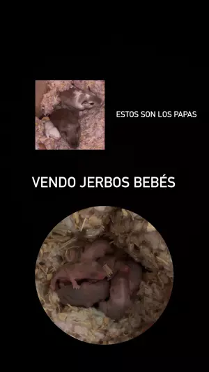 Jerbos bebés