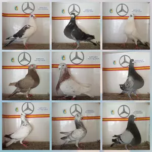 Palomas buchones