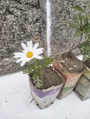 Plantas de Margaritas