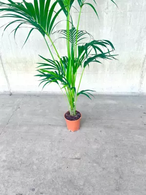 Planta natural interior/exterior palmera Kentia