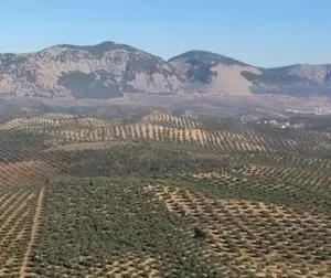 FINCAS RUSTICAS EN OLIVAR EN INTENSIVO  SUPERINTENSIVO ESPA