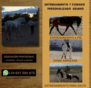 El mejor trato hacia tu caballo